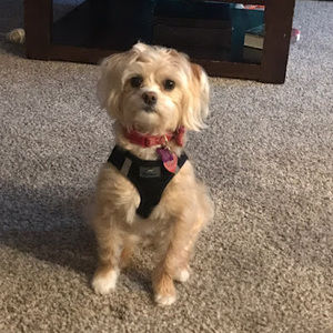 Meet your Posher, Liz